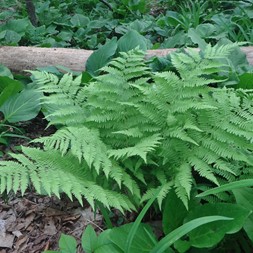 Woodsiaceae [Lady-fern family]